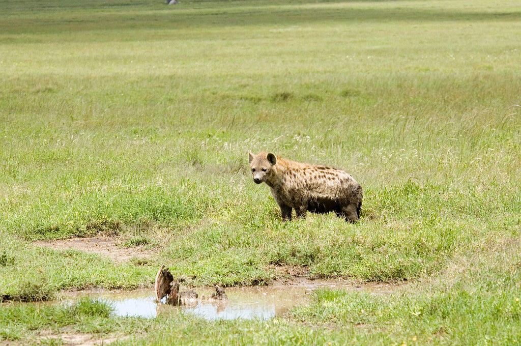 Serengeti Spotted Hyana00.jpg - Spotted Hyena (Crocuta crocuta), Tanzania March 2006